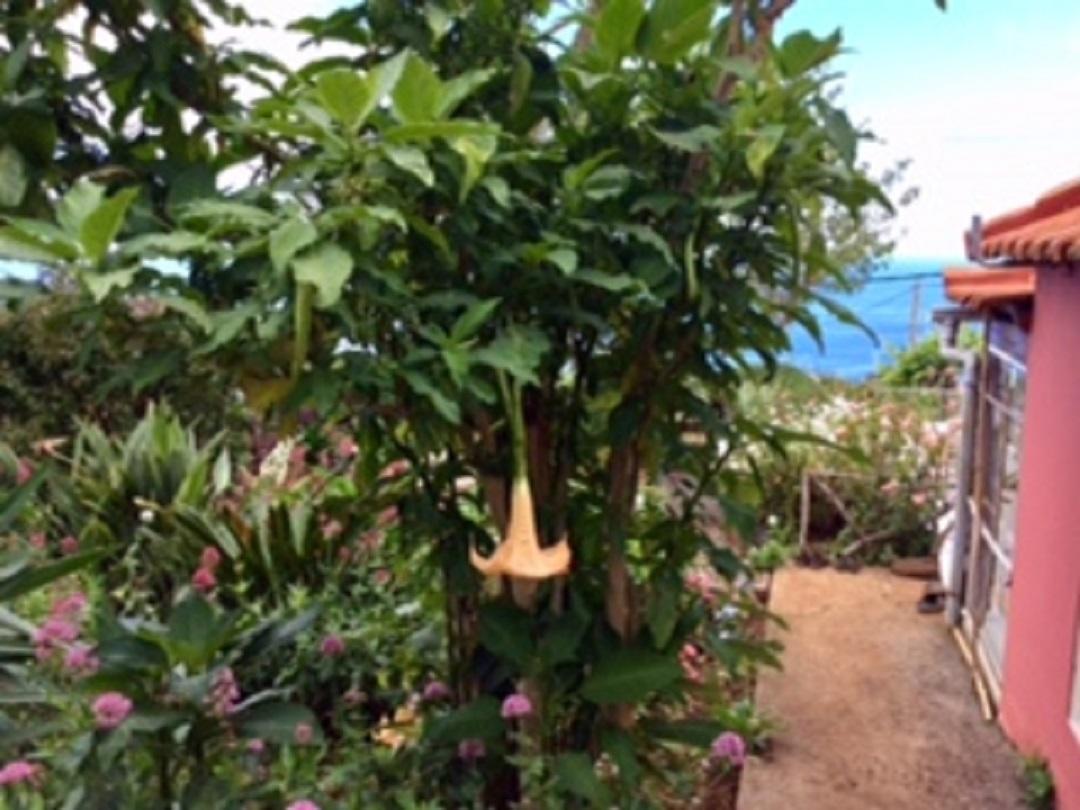 Little Norway In Madeira Βίλα Arco da Calheta  Εξωτερικό φωτογραφία